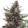 dutch-passion-autoblacberry-kush-autoflowering-feminised-seeds_500.jpg