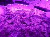 cob grow lights.jpg