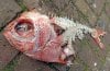 303706-dead-fish.jpg