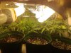 30 JAN UKCHEESE CLONE(LARGE POTS) N SEEDLINGS.jpg