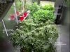 Camshot Flower Room Day31-Day2 04-25-2016-CMH.jpg