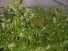 grow pics 095.jpg