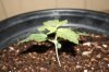 stelthgrower44-albums-first-grow-box-picture36683-experiment-2-11-09.jpg