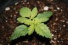 stelthgrower44-albums-first-grow-box-picture36684-experiment-2-2-11-09.jpg