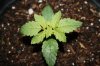 stelthgrower44-albums-first-grow-box-picture36685-experiment-3-2-11-09.jpg