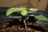 stelthgrower44-albums-first-grow-box-picture36686-experiment-4-2-11-09.jpg