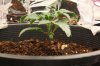 stelthgrower44-albums-first-grow-box-picture36655-jane-inside-box-2-11.jpg