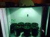 growbox.jpg