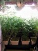 COB_LED_Grow_light_Budmaster_Ice_mud (2).jpg