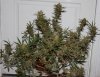 BR1-F1-Harvest-Day55-1.JPG