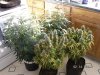 Grow Closet 014.jpg