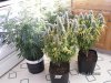 Grow Closet 023.jpg