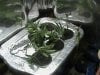 clones made it threw 2 days...JPG