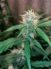 Ice_Mud_budmaster_COB_LED_Grow_Light_day_28 (13).jpg