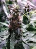 COB_LED_GROW_ICE_MUD_BUDMASTER (8).jpg