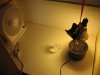 plant 001.jpg
