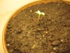 plant 002.jpg