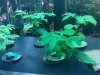 howak47-albums-aerogarden-grow-25th-day-picture36875-day-25.jpg