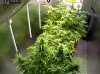 Camshot Flower Room Day44-Day16 06-06-2016-COBs.jpg