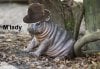 baby-dwarf-hippo-olivia-parken-zoo-sweden.jpg