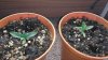 Day 11 from seed-2.jpg
