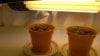 Day 12 from seed-1.jpg