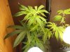 Grow #1 040.jpg