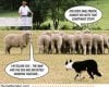 Conspiracy-Theory-Sheep.jpg