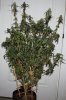 Fireballs-Day57-Harvest-1.JPG