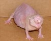 Naked-Mole-Rat.jpg