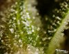 DSCN7060-Velvet-Bud-cannabis-macro-close-up-trichomes.jpg