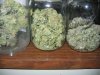 budpics 039.jpg