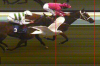 PAY-Seagull-in-a-photo-finish-at-the-Brighton-Races.png