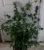 Harlequin-Day53-Harvest-1.JPG