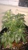 Day 47 from seed-2.jpg