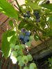 Blueberries.JPG