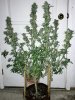 BR1-4-Day59-Harvest-1.JPG