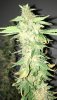 BR1-4-Day59-Harvest-2.JPG