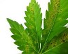 closeup-calcium-deficiency-leaf-sm.jpg