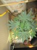 day 26 platinum huck cookies canopy view 2.jpg