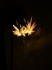 fireworks_012.jpg