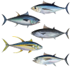 Tuna_assortment.png