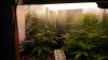 Day 54 from seed-1.jpg