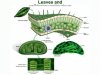 photosynthesis-powerpoint-7-638.jpg