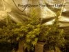 Northern Light RQS.jpg