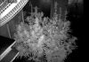 Camshot Flower Room Day40 08-03-2016-COBs-IR.jpg