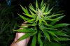 grow 096.jpg