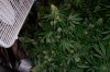 grow 105.jpg