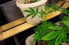 grow 115.jpg