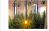 Female Seeds C99 Chamber grow... - Page 16 - Riddlem3 2016-08-08 07-42-30.png